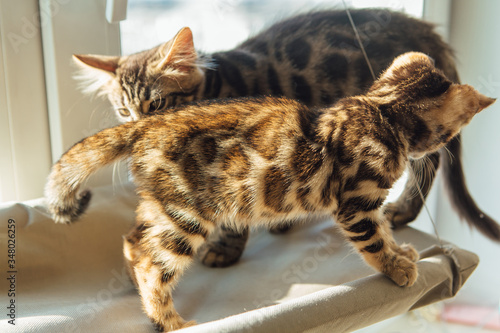 Two cute bengal kittens gold and chorocoal color laying on the cat's window bed playing and fighting. © Smile