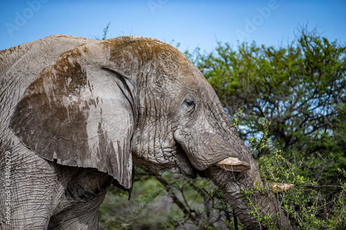 Elephant eats vegetation