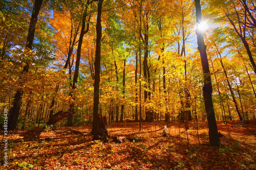 Obraz premium Jesień w lesie