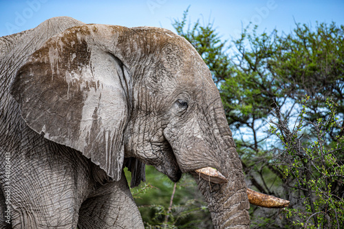 Elephant eats vegetation