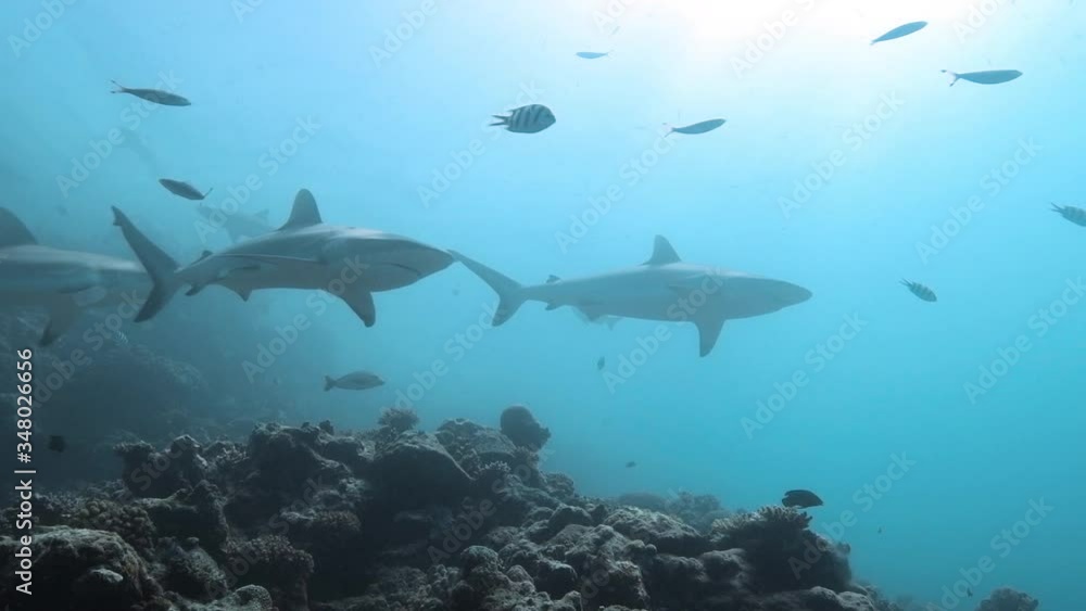 Slow-motion of a group of grey reef sharks passing by in afternoon light Slow-motion of a group of grey reef sharks passing by in afternoon light