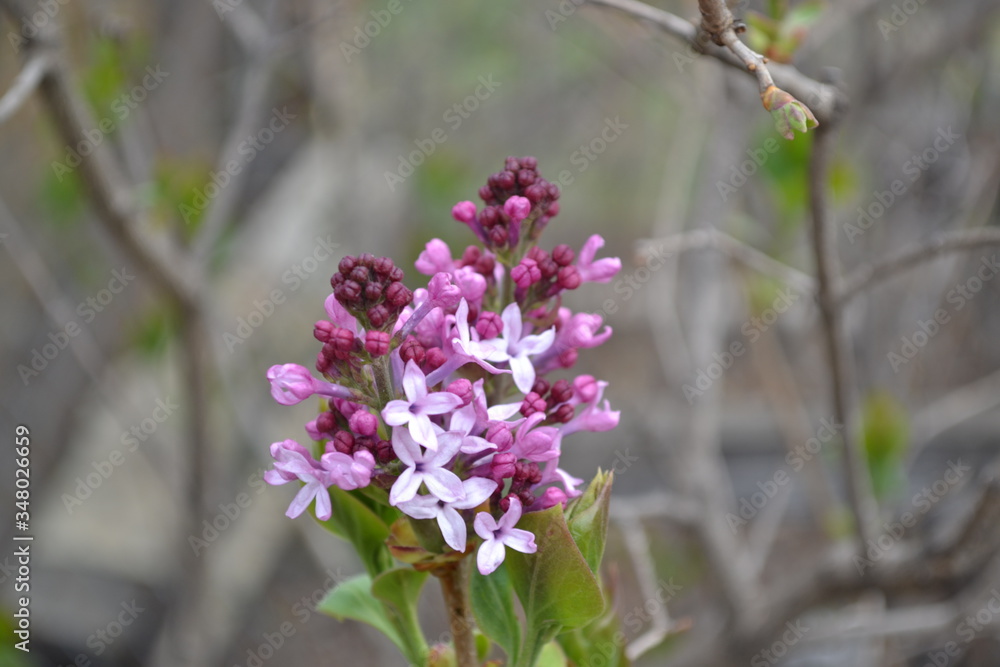 Obraz premium branch of a blossoming pink lilac in spring on a background of gray branches