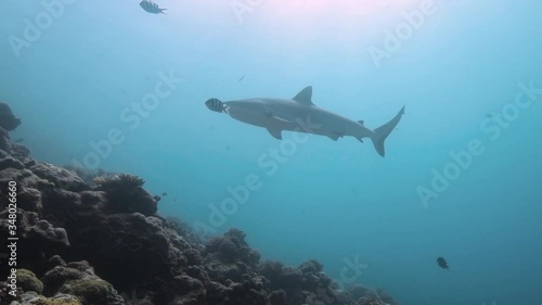 Wallpaper Mural Slow-motion of grey reef shark cruising along a coral reef in the afternoon sun  Torontodigital.ca