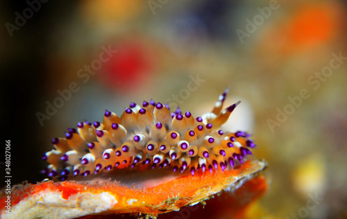 The nudibranch Janolus sp. photo