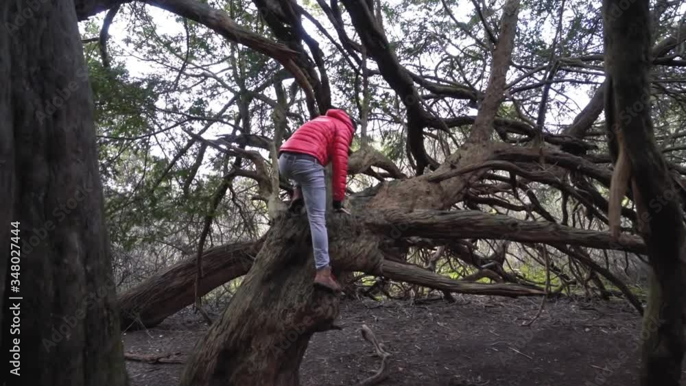 Young man climbs in a forest on thick old bony tree with bare branches. Tracking shot Young man climbs in a forest on thick old bony tree with bare branches. Tracking shot