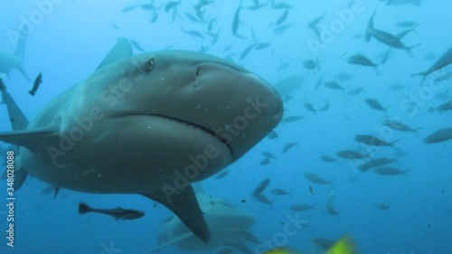 Slow-motion of bull shark swimming towards the camera in tropical ocean 