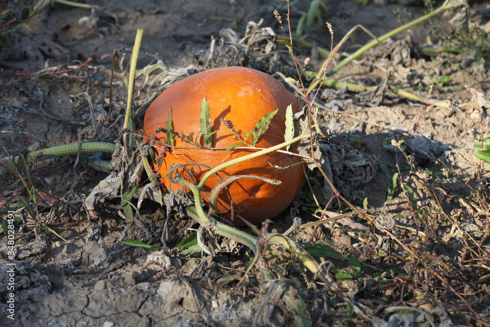 pumpkin in the grass, ORANGE, FIELD, FALL, SEASON, DIRT, pumpkin in the grass, ORANGE, FIELD, FALL, SEASON, DIRT,