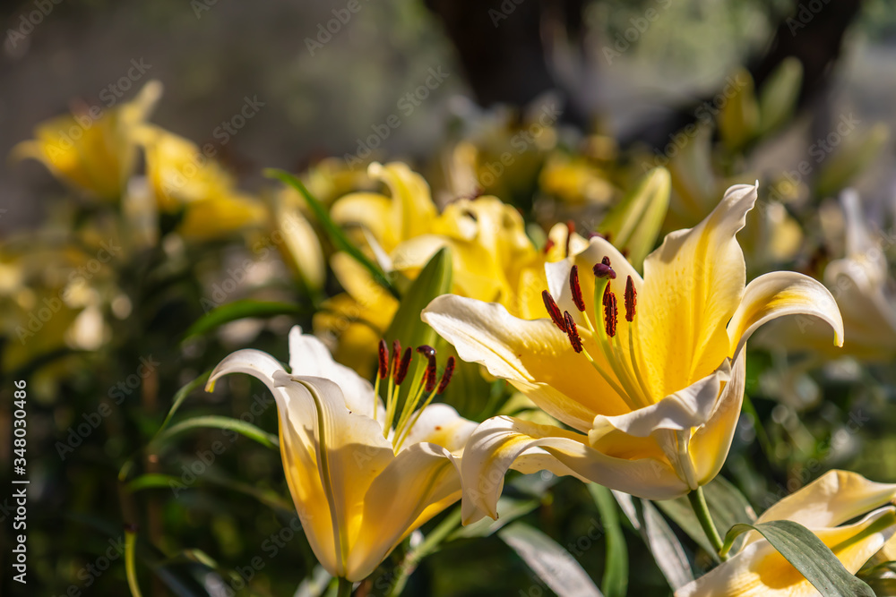 Flowers in the garden, morning fresh air, oxygen to the body to power the whole day, a place to relax, the event. Flowers in the garden, morning fresh air, oxygen to the body to power the whole day, a place to relax, the event.