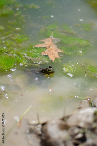 frog in the water