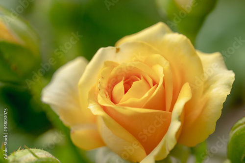 The softness of the yellow rose.