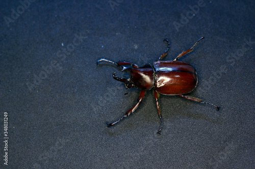 photo of beetle which is a pest of coconut trees, horned and has a skin in the form of a shiny shell. © arif saifuloh