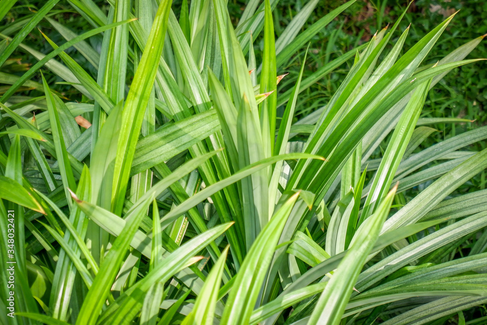 Pandan tree (Pandanus amaryllifolius) in garden with sunlight. Pandan tree (Pandanus amaryllifolius) in garden with sunlight.