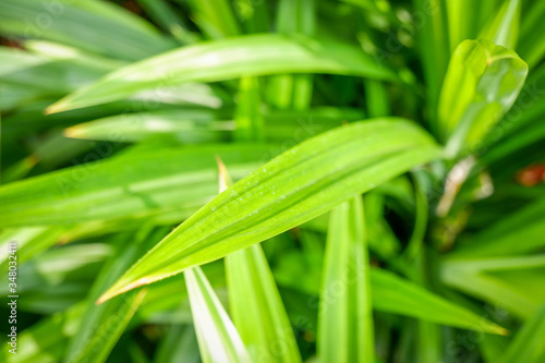 Close-up of Pandan leaves (Pandanus amaryllifolius) in garden with sunlight.