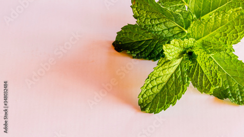Close up on mint leaves with copy space photo