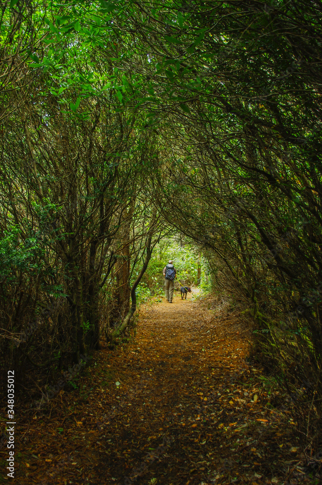 Walk through the woods Walk through the woods