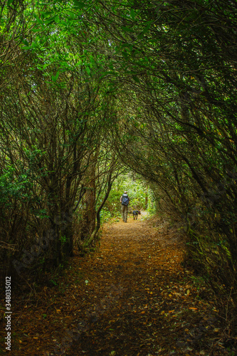 Walk through the woods