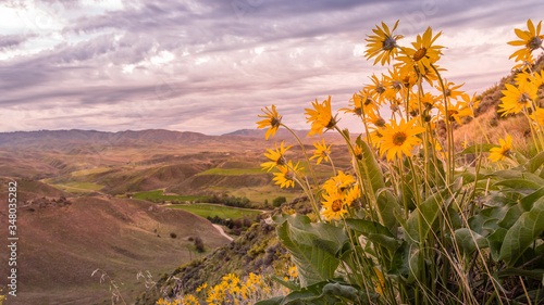Yellow wildflowers overlooking the mountains.