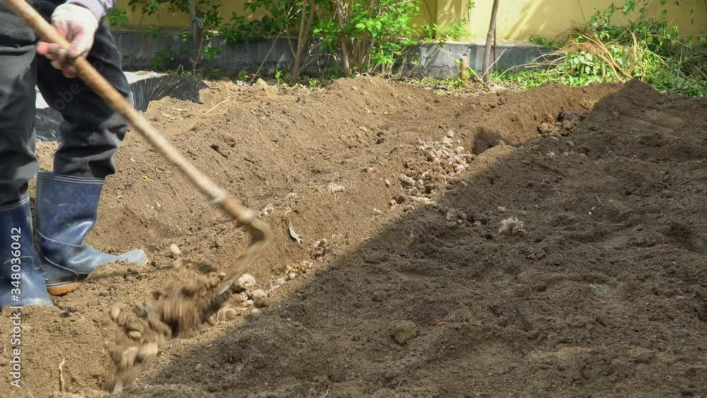 Gardener in early spring spread manure compost in row soil holes with Senkichi family hoe tool (Korean traditional tool) for planting vegetable Gardener in early spring spread manure compost in row soil holes with Senkichi family hoe tool (Korean traditional tool) for planting vegetable