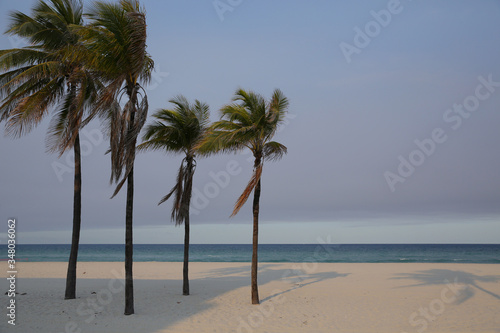 palm trees in the wind and the shadow of palm trees in the sand on a white sand beach. Empty beach without people