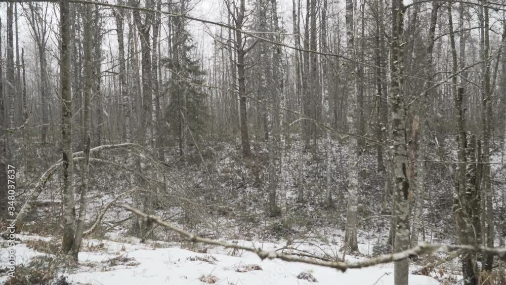 Snowfall in the spring forest Snowfall in the spring forest