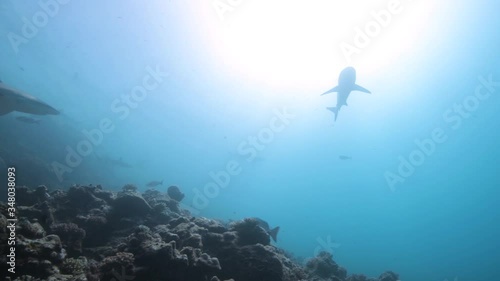 Grey Reef Shark passing above through the light of the afternoon sun 