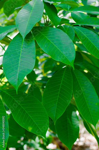 Green Leaf of Para Rubber Tree In Natural Garden.