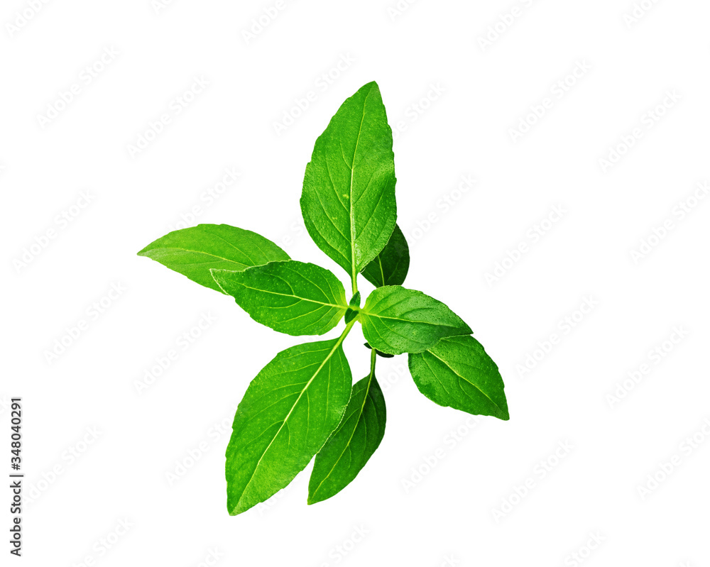 Isolated Holy basil leaves on white background Isolated Holy basil leaves on white background