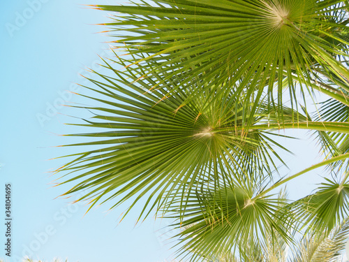 Green branches of palm tree  close up view. Palm tree against background of clear blue sky  bottom up view. Egyptian beach  Red Sea. Selective soft focus. Blurred background