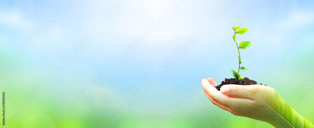 World Environment Day concept: hand holding plant on blur green nature background World Environment Day concept: hand holding plant on blur green nature background