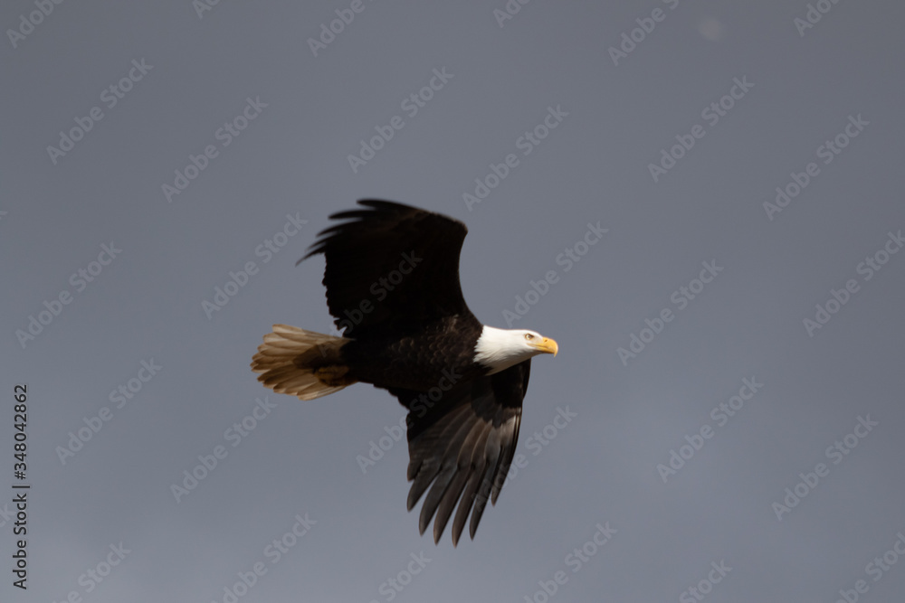 A single Bald Eagle circling in the sky searching for food. A single Bald Eagle circling in the sky searching for food.