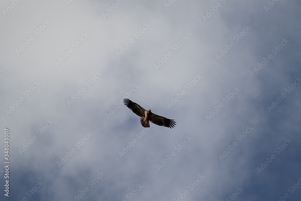 A single Bald Eagle circling in the sky searching for food. A single Bald Eagle circling in the sky searching for food.