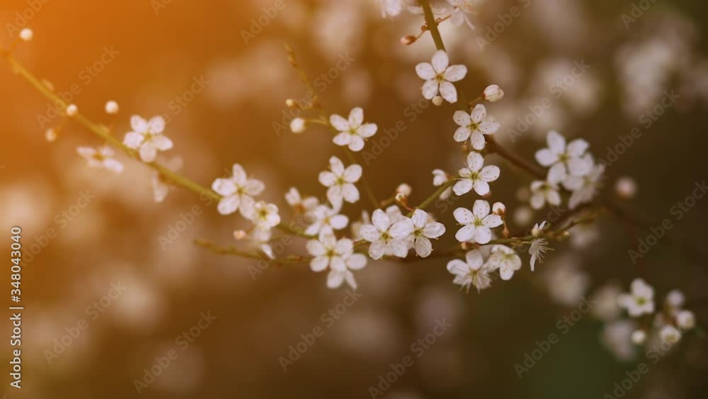 Beautiful romantic sunset view of cherry blossom Beautiful romantic sunset view of cherry blossom