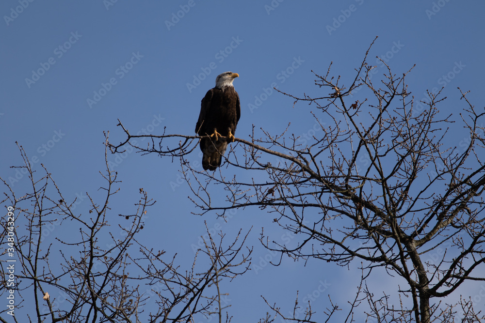 A solitary Bald Eagle perched in a tree looking for food