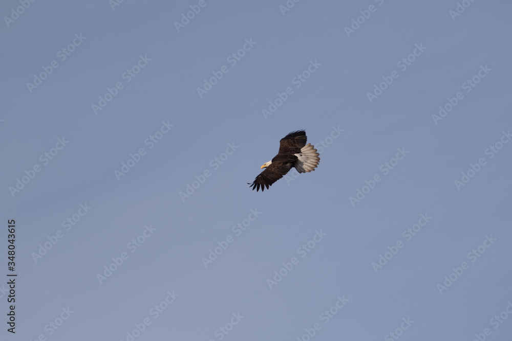 A single Bald Eagle circling in the sky searching for food. A single Bald Eagle circling in the sky searching for food.