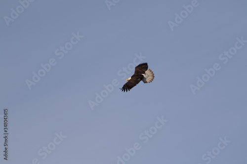A single Bald Eagle circling in the sky searching for food.