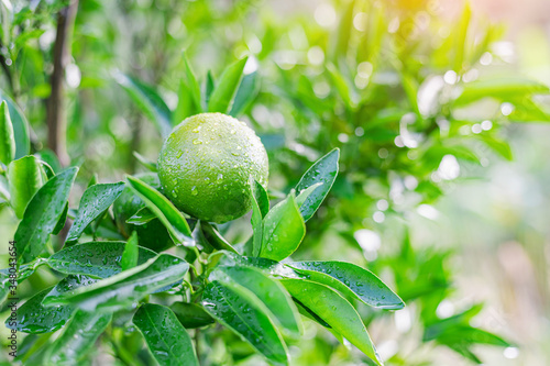 fresh green oranges growing on tree with drops