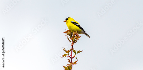 Obraz na plátně American Goldfinch on a Tree