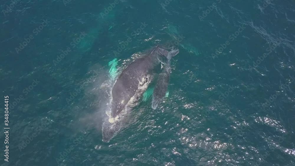 Humpback Whale and Calf Watching off Isla Conadora, Las Perlas Panama Drone Aerial View Humpback Whale and Calf Watching off Isla Conadora, Las Perlas Panama Drone Aerial View