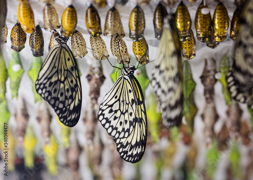 Slika na platnu Butterfly chrysalis