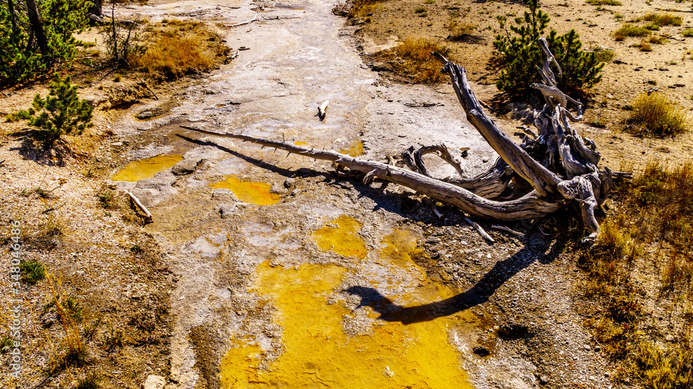 Dead Tree Stump in the Bacterial Mat in the drain channel of the Grand Geyser in the Upper Geyser Basin along the Continental Divide Trail in Yellowstone National Park, Wyoming, United States