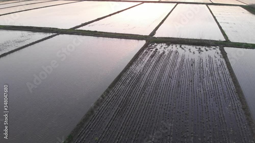 夕日に照らされた水田