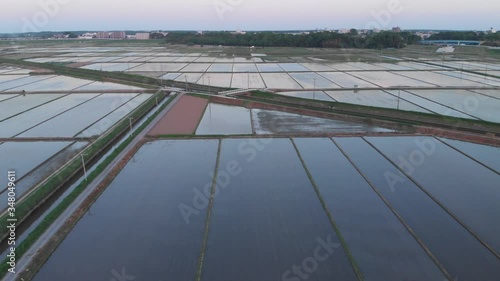 夕日に照らされた水田