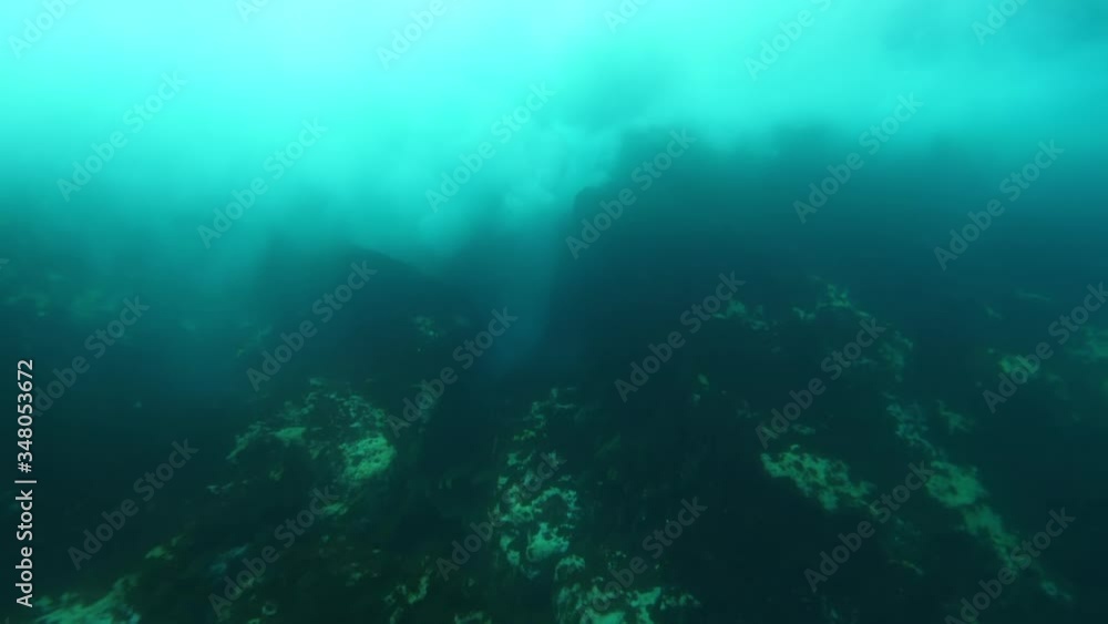 High angle view of fish swimming over coral reef in ocean, marine life is moving undersea - Azores, Portugal High angle view of fish swimming over coral reef in ocean, marine life is moving undersea - Azores, Portugal