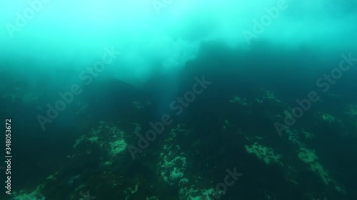 Wallpaper Mural High angle view of fish swimming over coral reef in ocean, marine life is moving undersea - Azores, Portugal Torontodigital.ca