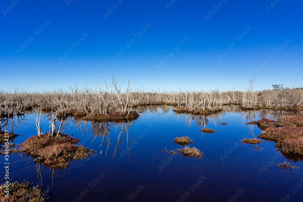 Wetland at a natural reserve with a dense and healthy saltmarsh and dried paperbark trees