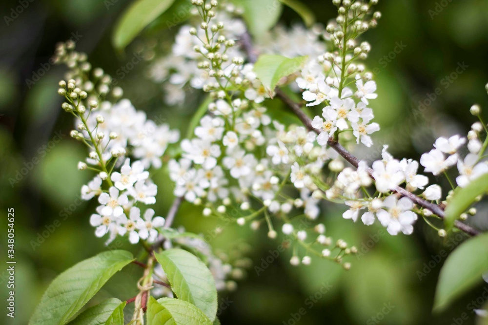 blossoming apple tree blossoming apple tree