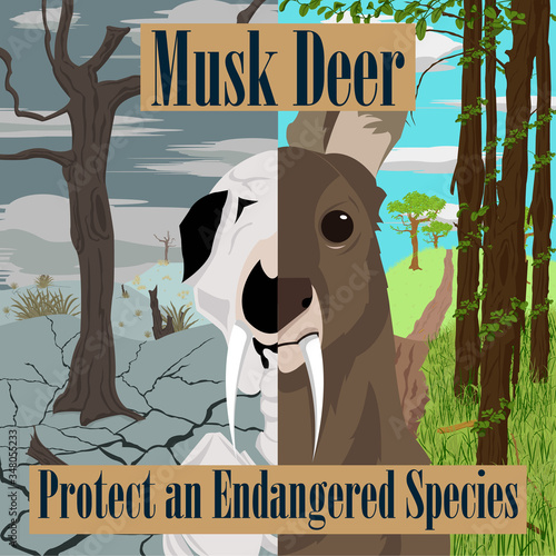 Musk Deer/Protect all species and nature