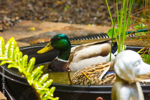 Tuktuk and Simone the Mallards, in Back-Yard Pond, Drake watching Hen Bob for Food in Waterfall Basin with Fern and Water Grass