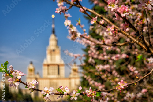 The main building of Moscow State University on a background of blooming cherry