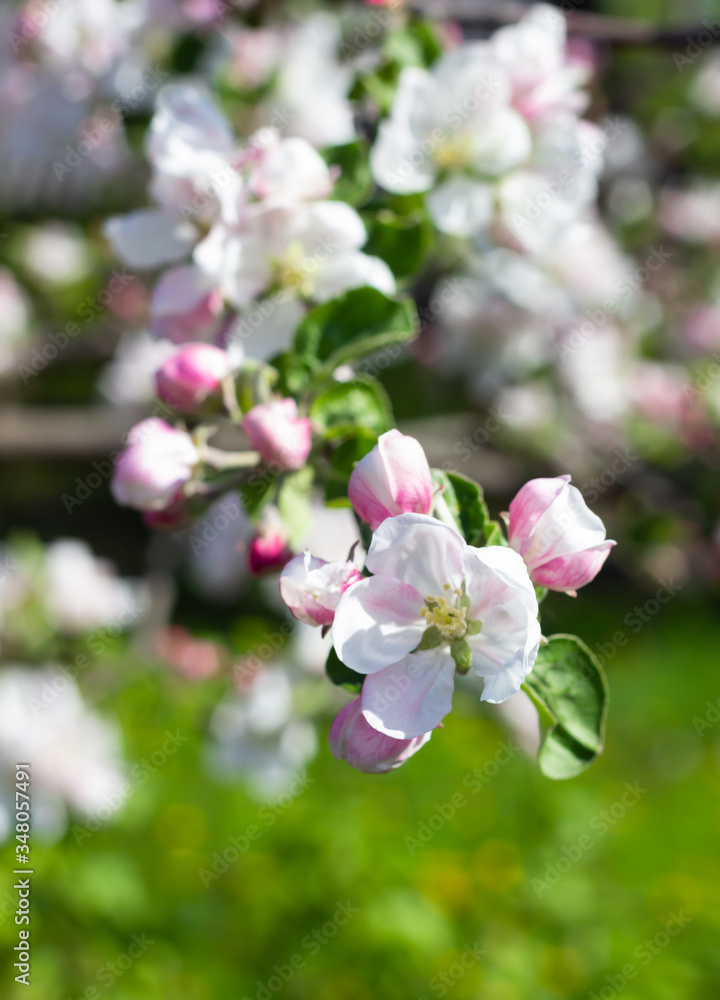 Fototapeta premium White and pink apple tree flowers in springtime. Blurred floral background. Apple blossom in early spring.